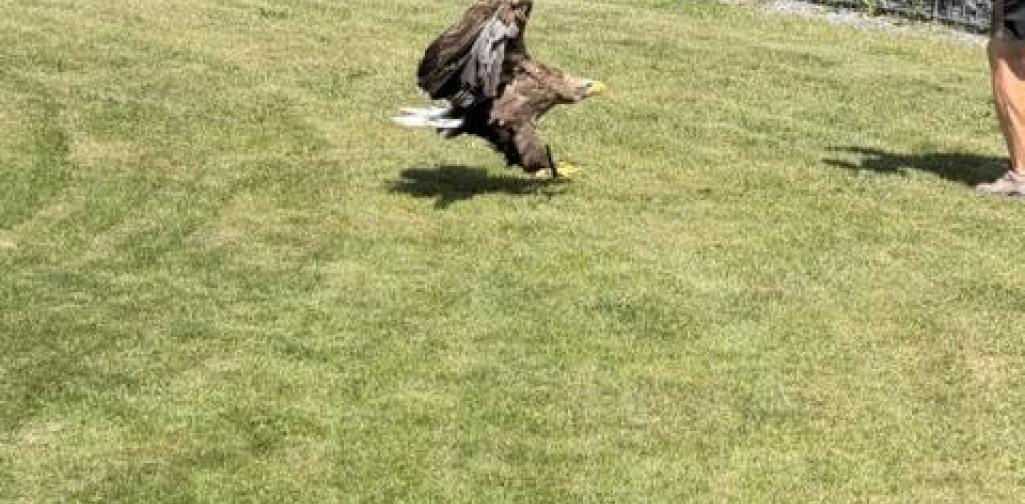 VS Hatting Greifvogelpark